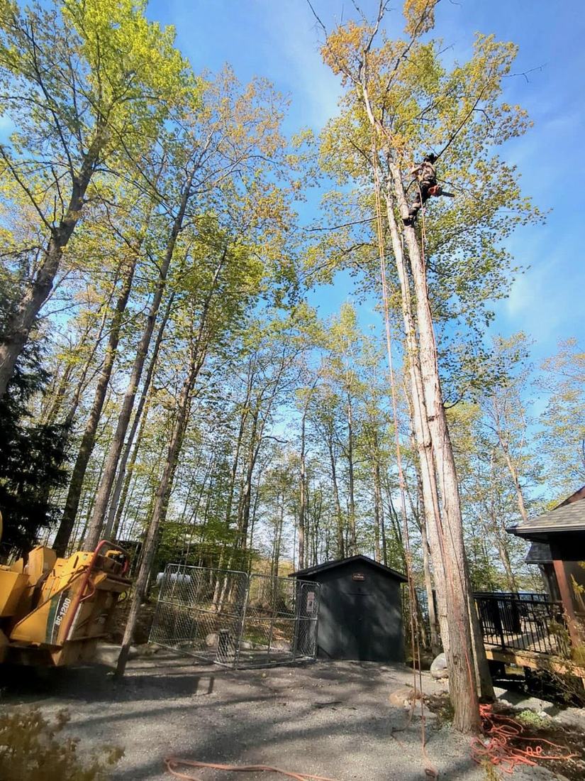 Tall trees on a cleared, wooded lot